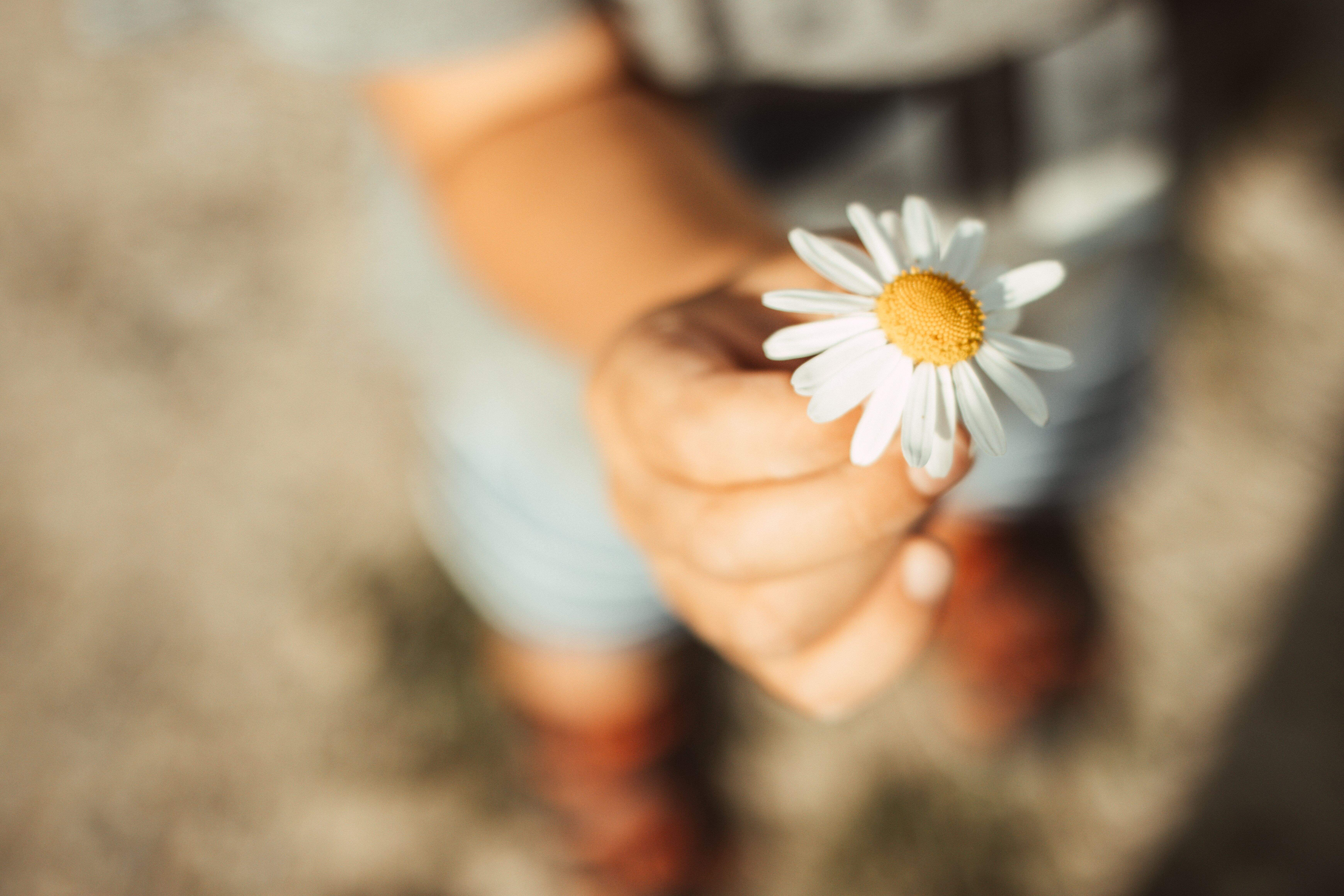 Kinderhand hält Margerite